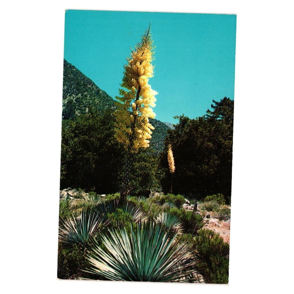 Vintage Postcard Native Yucca In Bloom Desert Cactus Floral Flower